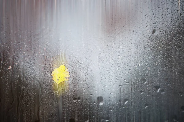 Fundo Outono chuva no parque — Fotografia de Stock