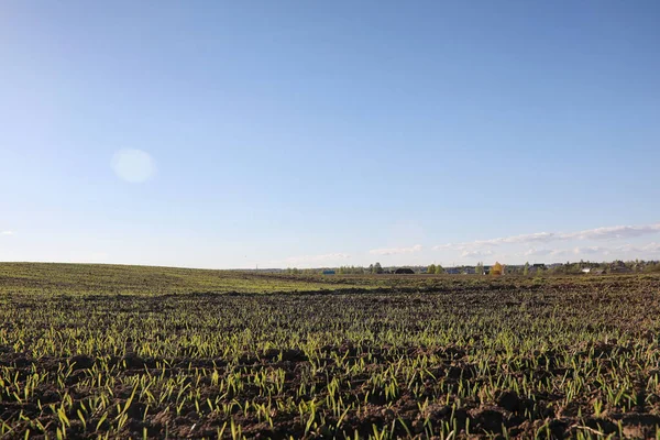 El paisaje es verano. Árboles verdes y hierba en una tierra rural — Foto de Stock