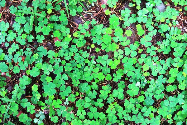 Hintergrund aus Pflanzenklee vierblättrig. Irisches traditionelles Symbol — Stockfoto