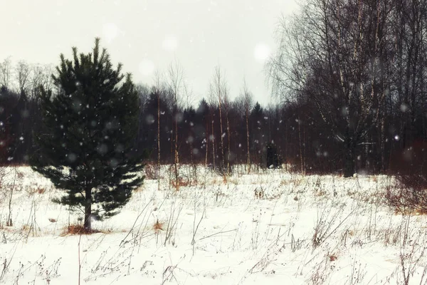 Tannenbaumwinter — Stockfoto