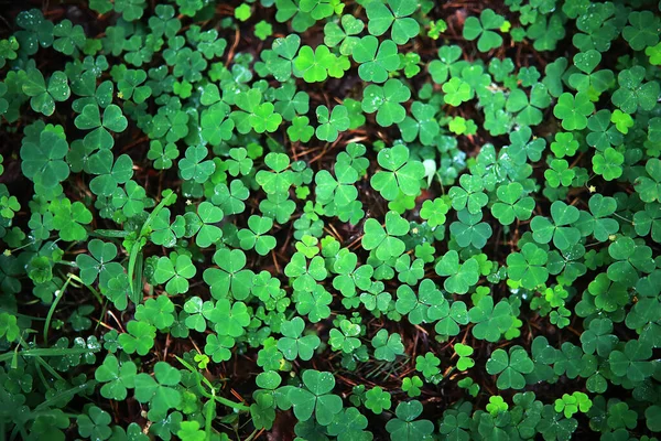 Bakgrund från växt klöver fyra blad. Irländsk traditionell symbol — Stockfoto