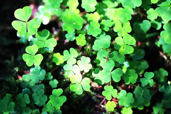 식물 클로버 네 잎에서 배경. 아일랜드 전통 기호 — 스톡 사진