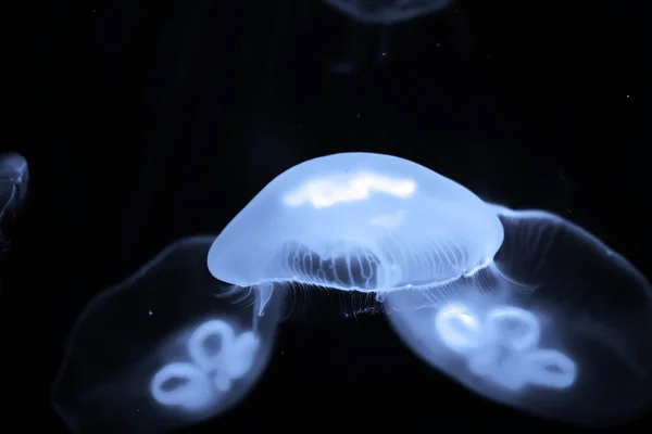 Blue jellyfish swim under water — Stock Photo, Image