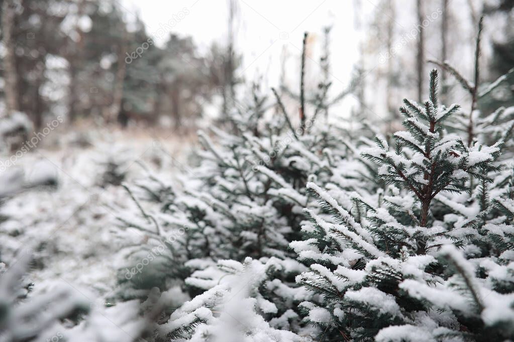 Winter forest. Landscape of winter forest on a sunny day. Snow-c