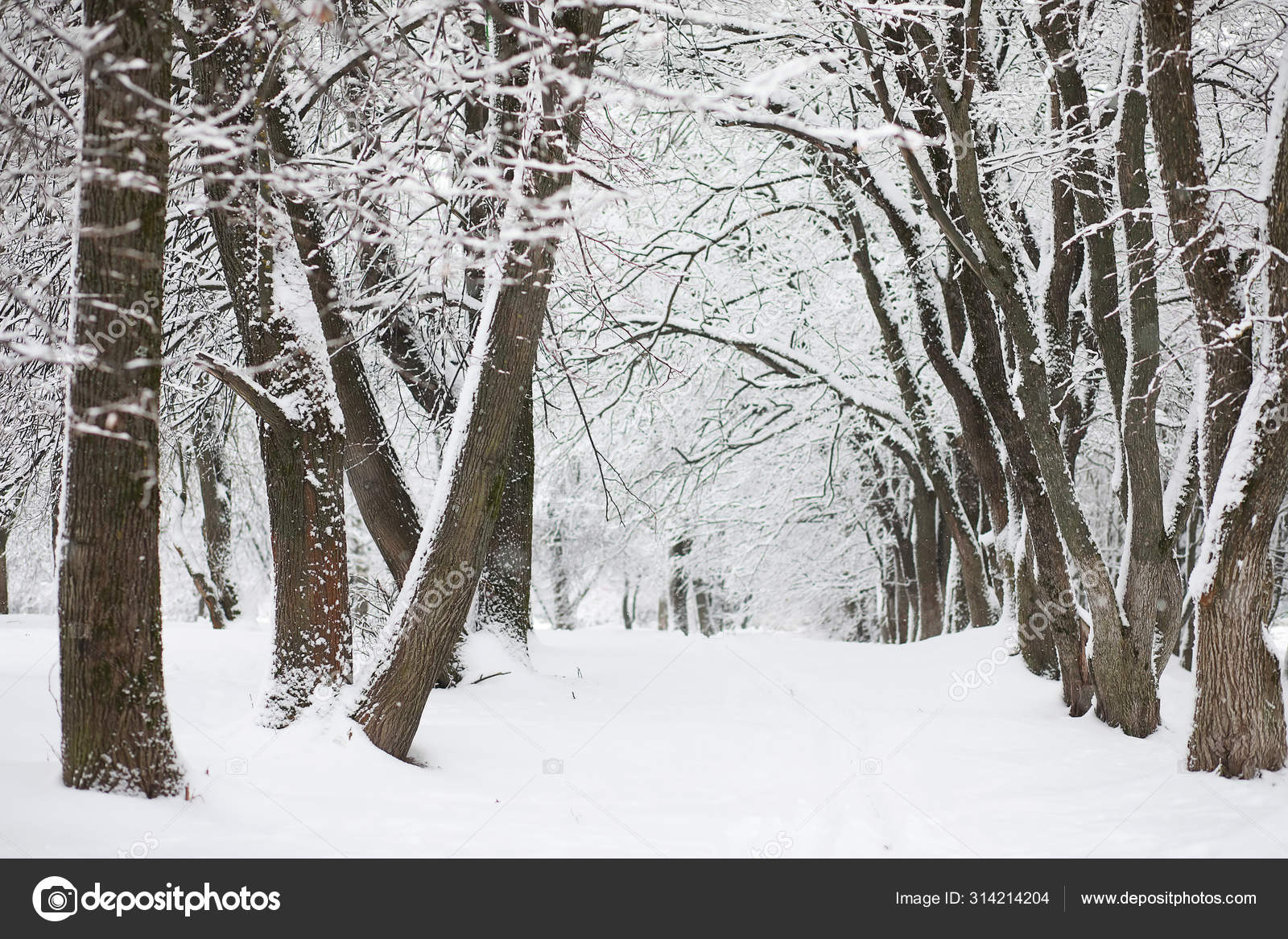 Winter Landscape Forest Under The Snow Winter In The Park Stock Photo Image By C Alexkich Winter Landscape Forest Under The Snow Winter In The Park Stock Photo Image By C Alexkich