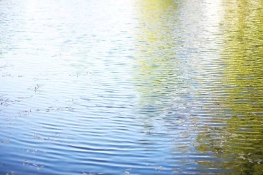 Göletteki nilüferler. Küçük bir parça su bitkisi..