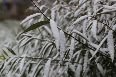İlk kış kar dalları