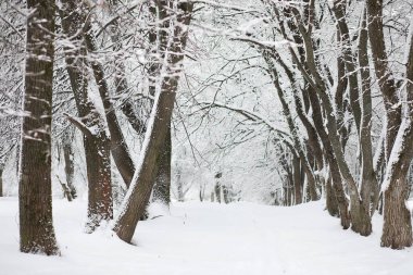 Kış manzarası. Karların altındaki orman. Parkta kış.