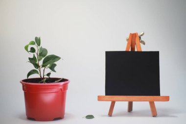 Saksılı bitki ekimi ve Bakımı