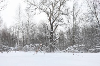 Kış manzara kar expanses kaplı. Kışın bir parkta 