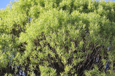 Yatay yaz mevsimindeyiz. Yeşil ağaç ve otların arasında kırsal arazi