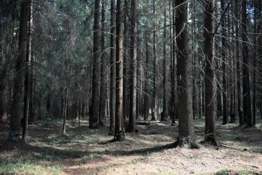 Çam ormanı. Bir ormanın derinliklerinde. Orman yolları ile yolculuk. T