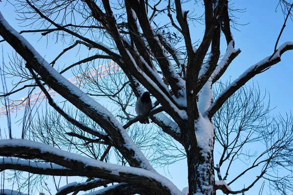 Bříza holé zimní pták — Stock fotografie