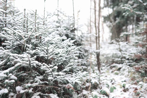Зимний лес. Пейзаж зимнего леса в солнечный день. Snow-c — стоковое фото