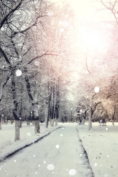 Trottoaren vinter träd grenar — Stockfoto