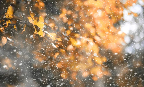 Herbstpark im ersten Schnee — Stockfoto