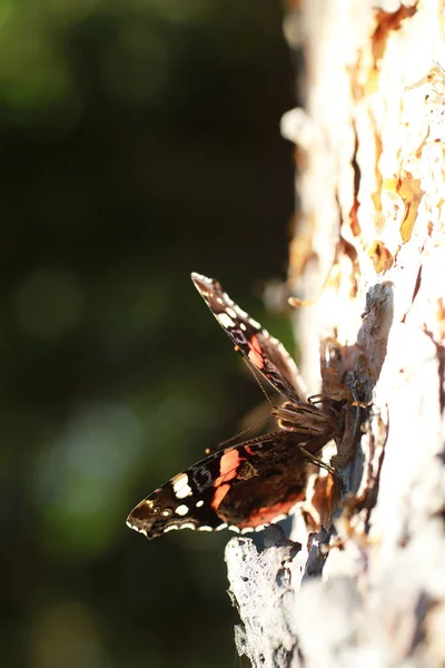 Een Kleine Vlinder Zal Zitten Een Boom Het Voorjaar Avonds — Stockfoto
