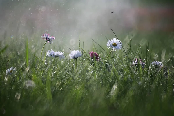 Flor salvaje. Flores pequeñas en un prado verde . — Foto de Stock