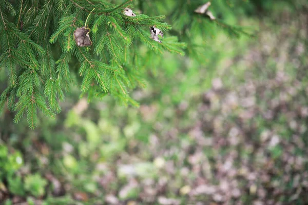 Slutet av sommarsäsongen i parken — Stockfoto