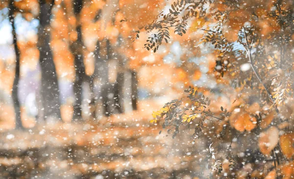 初雪の秋の公園 — ストック写真