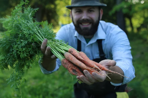 gardener man holding carrot harvest in a hand