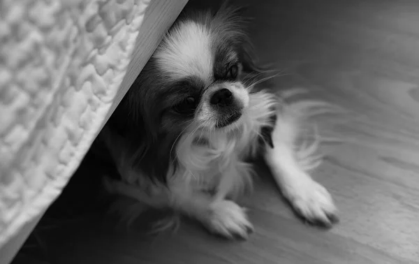 Raça Decorativa Cães Cão Doméstico Pequeno Cão Sob Esconderijos Cama — Fotografia de Stock