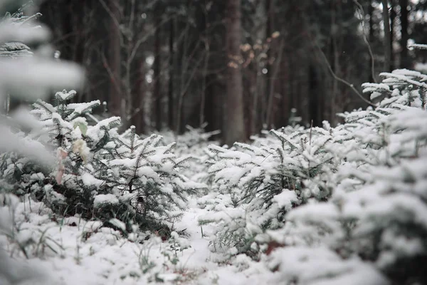 Winter forest. Landscape of winter forest on a sunny day. Snow-c