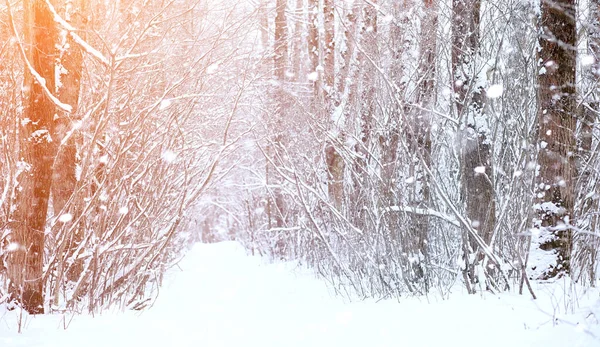 Vinter landskap snötäckta vidder. En park i vintern i — Stockfoto