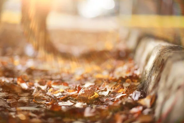 Sfondo autunnale nel parco — Foto Stock