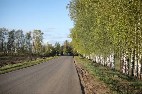 Landschaft ist Sommer. grüne Bäume und Gras in einem ländlichen Land — Stockfoto