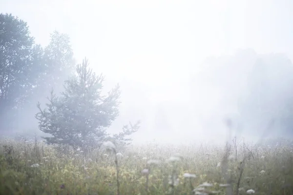 Nebel auf dem Feld. Abend Natur Sommer mit weißem Nebel. — Stockfoto