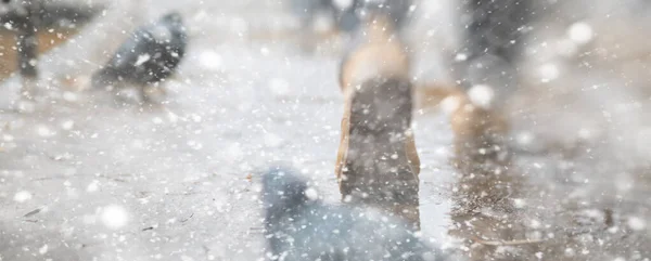 Tło jesienny park w pierwszy śnieg — Zdjęcie stockowe