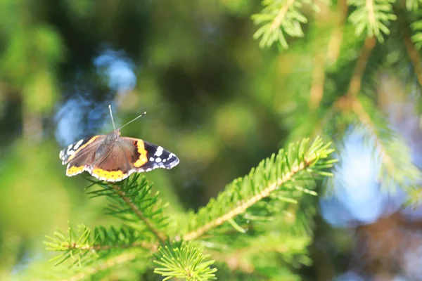 Petit Papillon Sera Assis Sur Arbre Dans Soirée Printemps — Photo