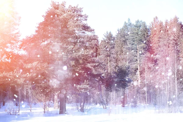 Winter forest on a sunny day. Landscape in the forest on a snowy