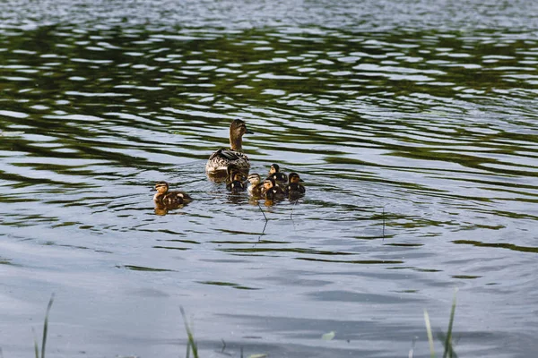 Ptáků na rybníku. Hejno kachen a holubi do vody. Mi — Stock fotografie