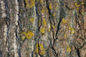 Detailní záběr na kůru stromu