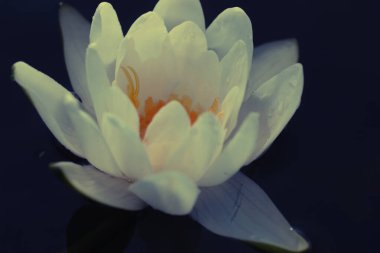 Göletteki nilüferler. Küçük bir parça su bitkisi..