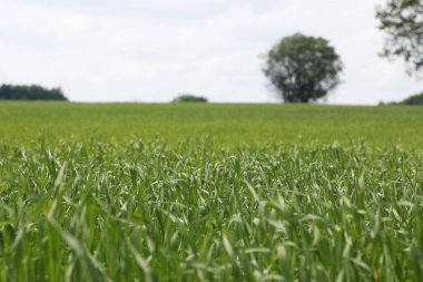 Genç bir adam bir haritaya benziyor