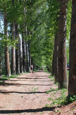Sokak ortasında bahar çiçek yaprakları ile kavak