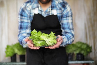 erkekte önlük ve eldiven tutar bir tabak taze yeşil salatası