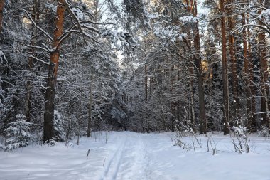 güneşli kış günü bir şiddetli kar fırtınası sonra çam ormanı