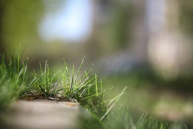 Bahar doğa. Yaprakları ve çalılar ilk yeşil yaprakları ile 