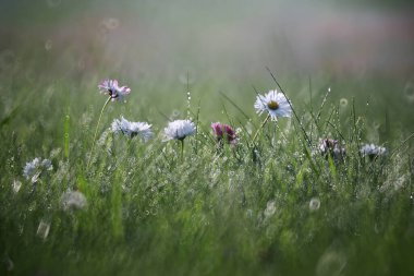 Vahşi çiçek. Yeşil çayırda küçük çiçekler.