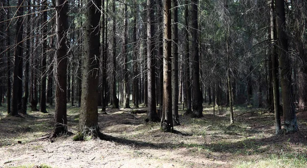 Hutan cemara. Kedalaman hutan. Perjalanan melalui jalur hutan. T — Stok Foto