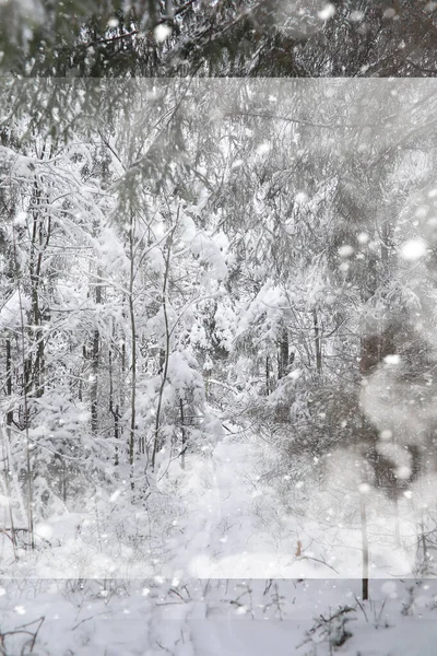 Zimowy krajobraz. Las pod śniegiem. Zima w parku. — Zdjęcie stockowe