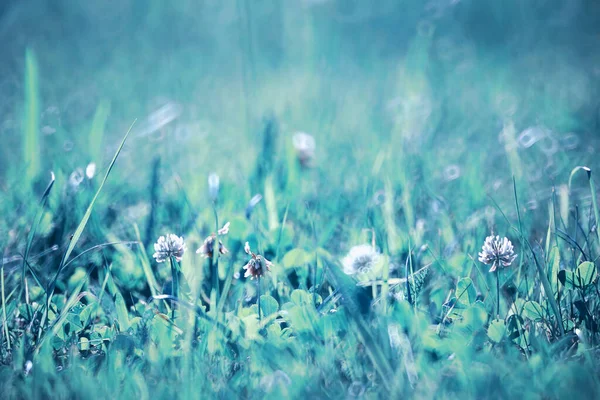 Wildblume. kleine Blumen auf einer grünen Wiese. — Stockfoto