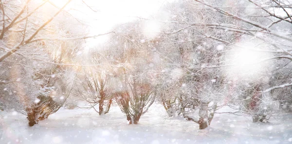 Winter Park. Krajina za sněhového počasí. Leden. — Stock fotografie