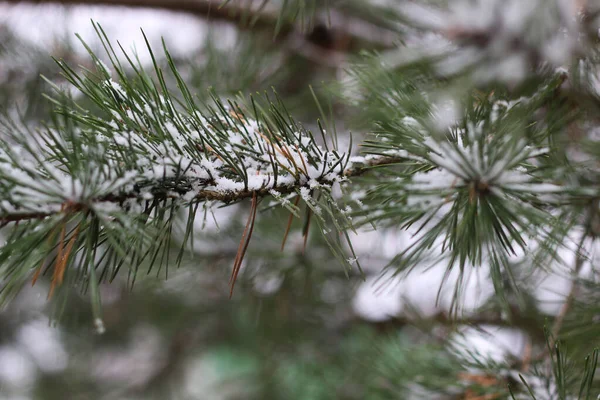 First winter snow branches — Stock Photo, Image