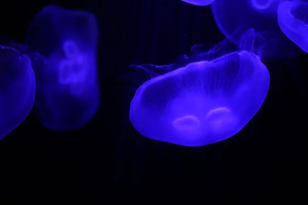 Multicolored jellyfish swim under water — Stock Photo, Image