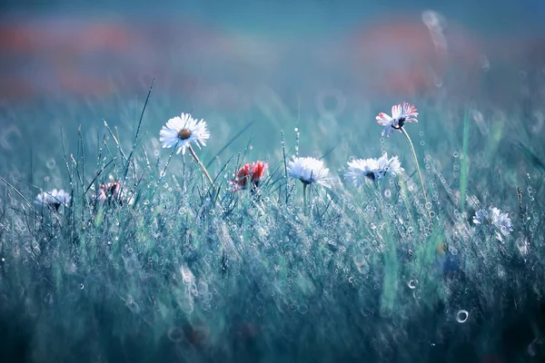 Wildblume. kleine Blumen auf einer grünen Wiese. — Stockfoto